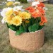 Цветник КАНЬОН купить в Краснодаре